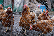 В Китай и Анголу из Ростовской области отправили больше 80 т мяса птицы
