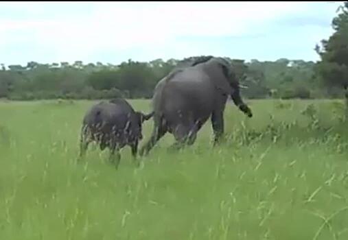 Буйвол прогнал наглого слона, осмелившегося нарушить его покой