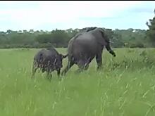 Буйвол прогнал наглого слона, осмелившегося нарушить его покой