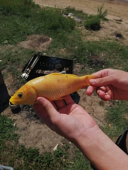 Омич поймал в Иртыше золотую рыбку