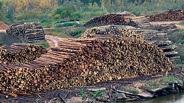 В Омской области возбудили дело по факту хищения древесины на 8 млн рублей