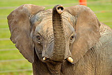 В Таиланде слон попытался разнять драку