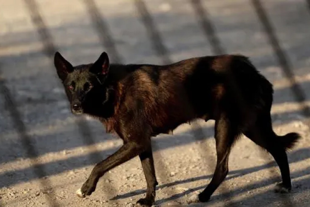 В Госдуме рассказали о дополнительных мерах по защите от нападения бездомных собак