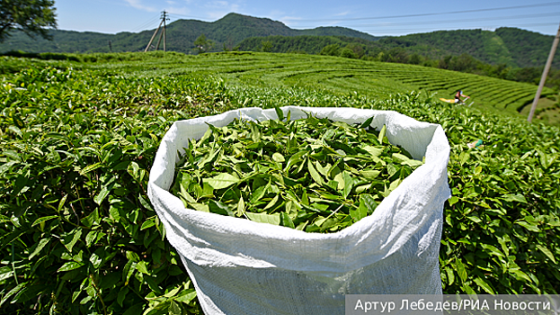 Белоруссия сняла запрет на продажу чая из России