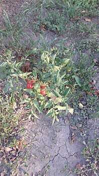 На цветочных клумбах Ростова созрели помидоры