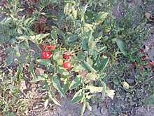 На цветочных клумбах Ростова созрели помидоры