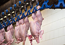 В Китай поступила первая партия мяса птицы из России