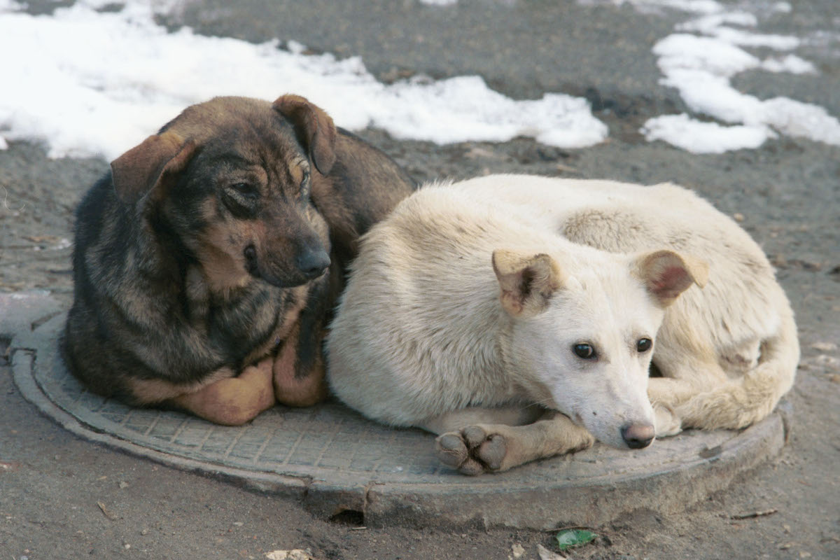 Эксперт рассказала о нехватке собак-поводырей в России