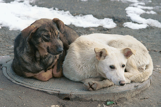 В РФ не хватает собак-поводырей
