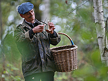 Тайные места: секреты сбора грибов в Подмосковье