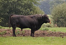 В Ленинградской области бык убил пастуха