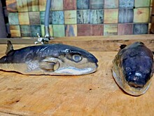 Под видом скумбрии жителю Кубани продали парализующую рыбу