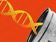 Большая часть генома человека оказалась «мусором»