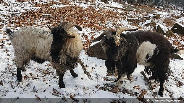 Два выживших козла подрались в Приморье