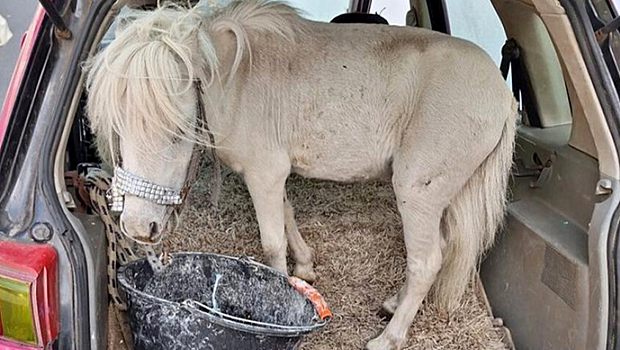 В Германии женщину оштрафовали за перевозку пони в багажнике