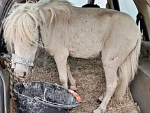 В Германии женщину оштрафовали за перевозку пони в багажнике