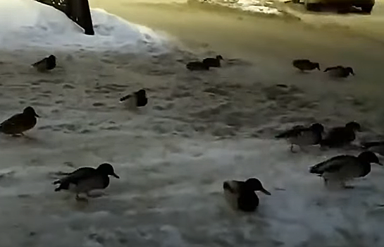 Утки "оккупировали" центральную улицу Новокузнецка