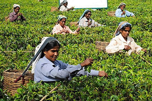 Президент Шри-Ланки призвал перейти на органические удобрения