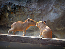 Очередь за капибарами выстроилась в российских зоопарках