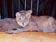 В кыргызском зоопарке выходили подброшенных львят