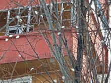 В Красноярском крае на 12 градусов теплее нормы, цветёт верба!