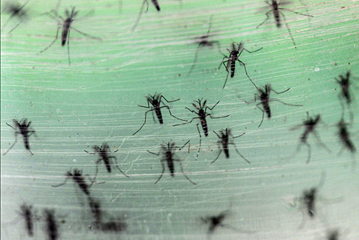 Почти 40 человек умерли от лихорадки денге на севере Индии