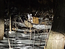 В центре села вблизи Благовещенска с дерева сняли рысь