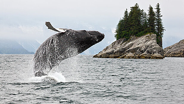 У берегов Камчатки обнаружили редкое скопление горбатых китов