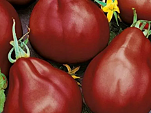 5 вкусных чёрных сортов томатов. Подборка