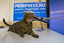 Знаменитый владивостокский кот Виктор получит премию на выставке «Кэтсбург» в Москве
