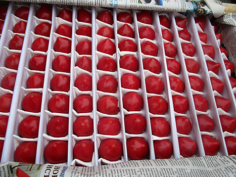 В Оренбуржье не допустили к ввозу 16 тонн зараженных томатов из Узбекистана