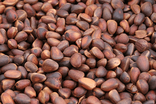 Сибирское золото: Томская область нарастила экспорт орехов