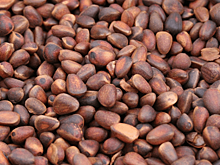 Сибирское золото: Томская область нарастила экспорт орехов