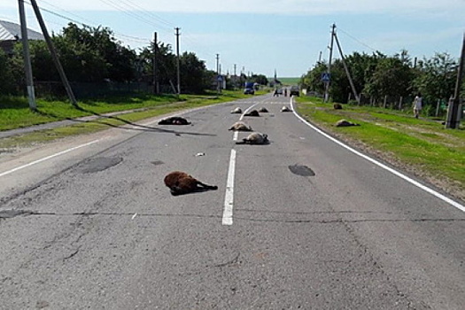 Россиянка на грузовике передавила стадо овец