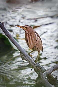 В Курске заметили редкую «птицу-яйцо»