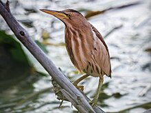 В Курске заметили редкую «птицу-яйцо»