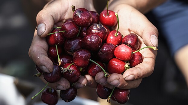 В Узбекистане появятся особые коридоры для экспорта ряда продуктов