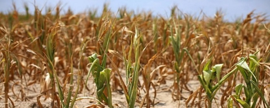 В Свердловской области из-за засухи погибли посевы на площади более 6,4 тысяч га