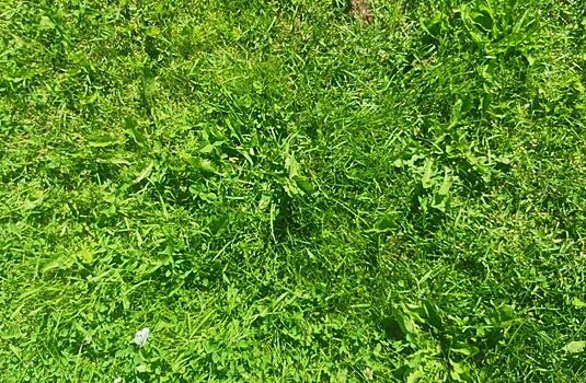 Выпас лошадей считайте одной из лучших мер пожарной безопасности