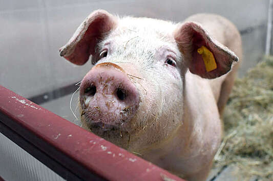 В России живые свиньи подешевели до минимума за 2 года