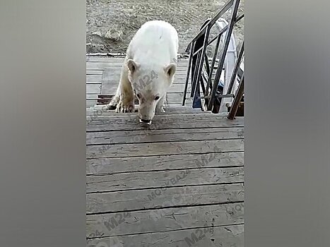 Спасенный в Диксоне белый медведь может вернуться к людям – эксперт