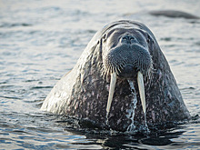 Атлантического моржа заметили в заливе Белого моря впервые за много лет