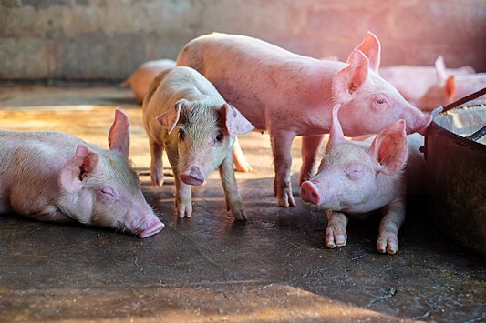 Чтобы избежать разорения от АЧС, свинофермы Приамурья повышают уровень биозащиты