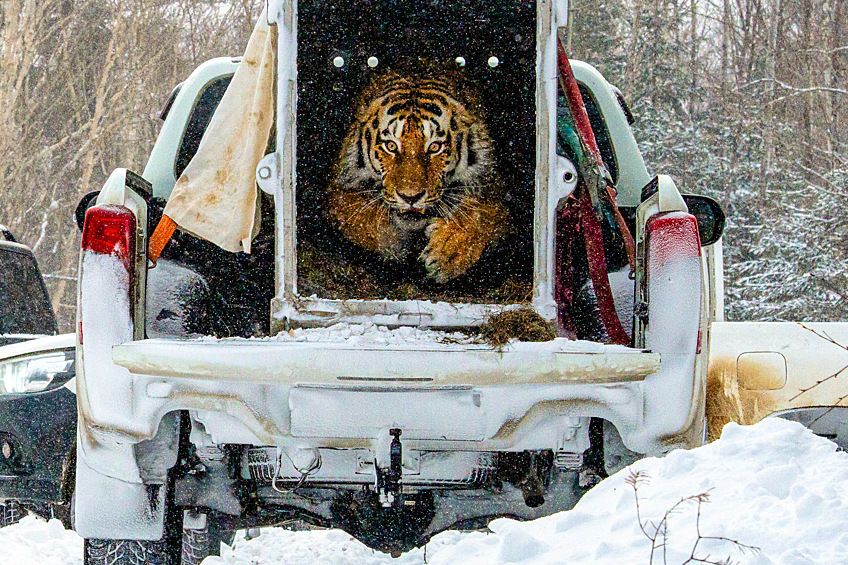 Выпуск амурского тигра в дикую природу в Приморском крае, февраль 2025 года