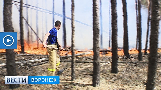 Спасатели рассказали, что спасло воронежцев от более крупных пожаров