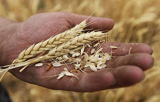 Цена на пшеницу побила абсолютный рекорд на европейском рынке