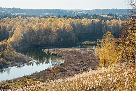 Рослесинфорг: Доходы России от лесов вырастут на 9 млрд рублей в год