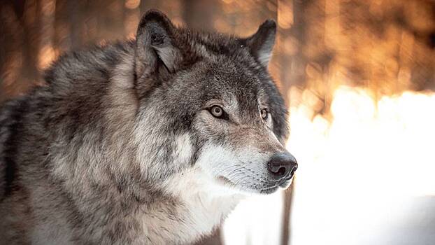 В СК объяснили, почему волк загрыз женщину в Курганской области