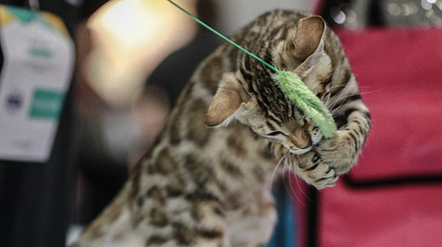 Россиянам рассказали, как правильно дрессировать кошек