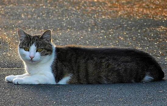 В Тверской области произошла авария из-за кота
